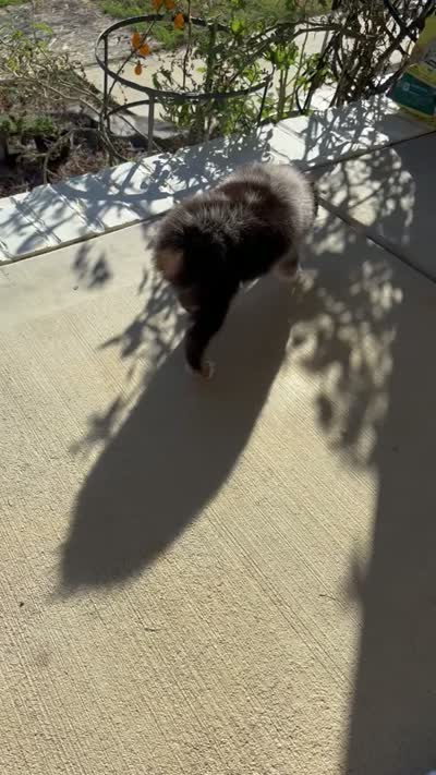 Scooter, a male Miniature American Shepherd for sale in Coats, NC – 6 of 6