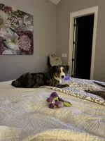 Douglas, a male Miniature American Shepherd for sale in Coats, NC – 2 of 7