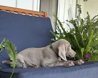 Green collar, a male Weimaraner for sale in Coats, NC – 4 of 4
