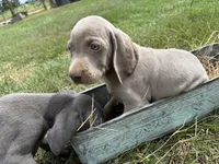 Male, a male Weimaraner for sale in Coats, NC – 1 of 2