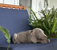 Red collar , a female Weimaraner for sale in Coats, NC – 3 of 4