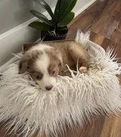Tan collar female , a female Miniature American Shepherd for sale in Coats, NC – 4 of 5
