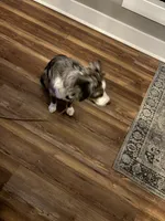 Douglas, a male Miniature American Shepherd for sale in Coats, NC – 4 of 7