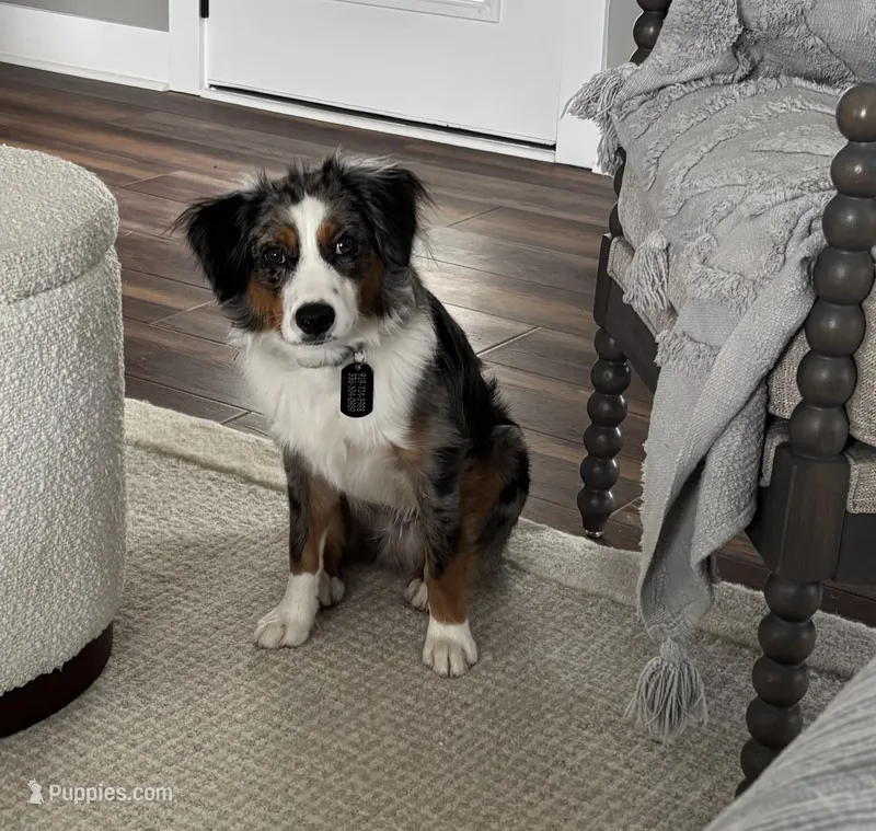 Douglas – Miniature American Shepherd puppy for sale in Coats, NC
