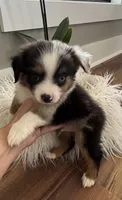 Blue collar male, a male Miniature American Shepherd for sale in Coats, NC – 2 of 4