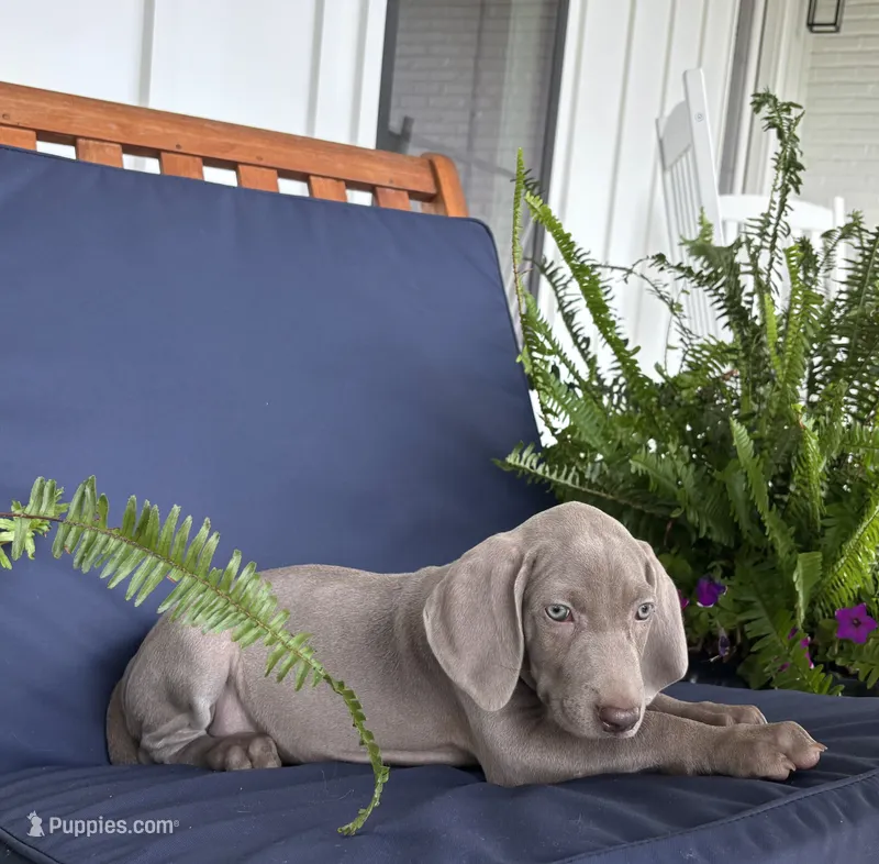 Hot pink – Weimaraner puppy for sale in Coats, NC