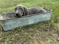 Female , a female Weimaraner for sale in Coats, NC – 2 of 3