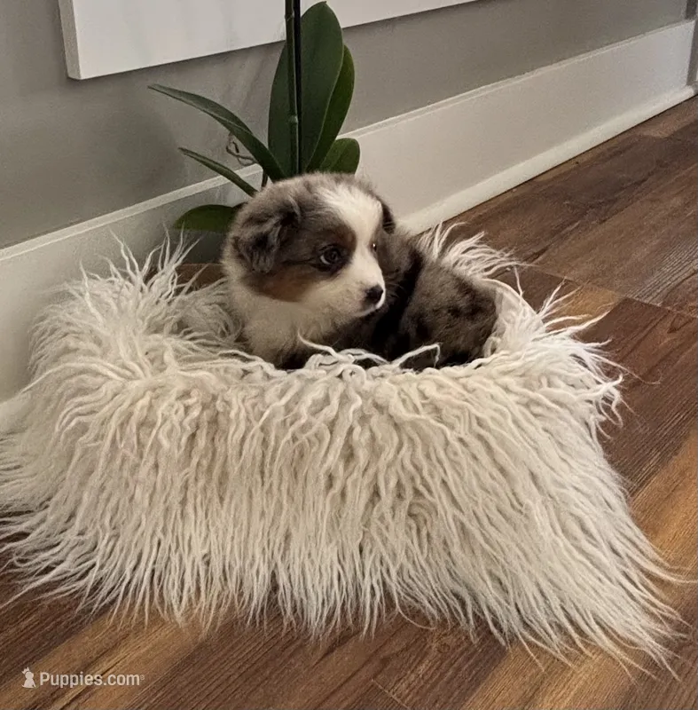 Light gray collar female  – Miniature American Shepherd puppy for sale in Coats, NC