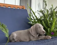 Red collar , a female Weimaraner for sale in Coats, NC – 2 of 4