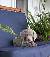 Pink collar , a female Weimaraner for sale in Coats, NC – 3 of 5