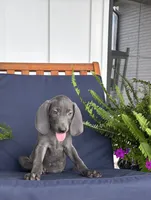 Black collar , a male Weimaraner for sale in Coats, NC – 3 of 4