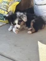 Scooter, a male Miniature American Shepherd for sale in Coats, NC – 3 of 6