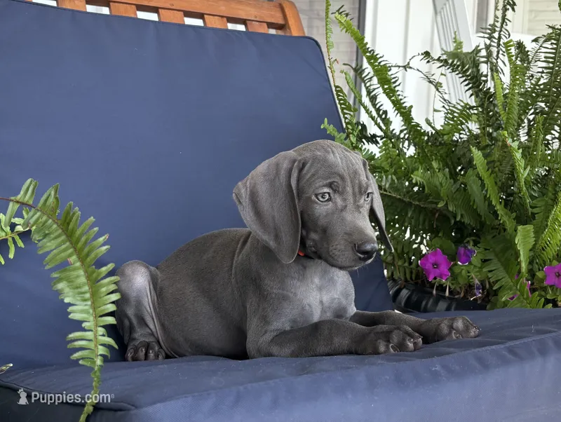 Orange collar  – Weimaraner puppy for sale in Coats, NC