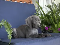 Orange collar , a male Weimaraner for sale in Coats, NC – 1 of 4