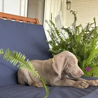 Yellow collar, a male Weimaraner for sale in Coats, NC – 3 of 3