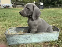 Female , a female Weimaraner for sale in Coats, NC – 3 of 3