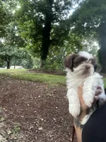Puppy 2 , a female Shih Tzu for sale in Cumming, GA – 4 of 7