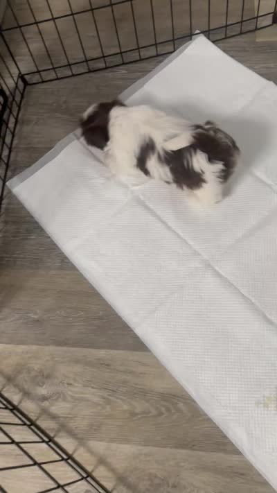 Puppy 2 , a female Shih Tzu for sale in Cumming, GA – 7 of 7