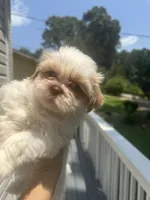 Puppy 1 , a male Shih Tzu for sale in Cumming, GA – 3 of 7
