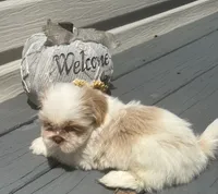 Puppy 1 , a male Shih Tzu for sale in Cumming, GA – 2 of 7