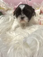 Puppy 1 , a female Shih Tzu for sale in Cumming, GA – 2 of 4