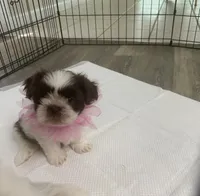 Puppy 2 , a female Shih Tzu for sale in Cumming, GA – 2 of 7