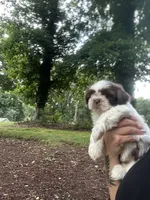 Puppy 2 , a female Shih Tzu for sale in Cumming, GA – 5 of 7