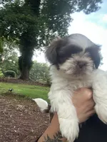 Puppy 2 , a female Shih Tzu for sale in Cumming, GA – 6 of 7