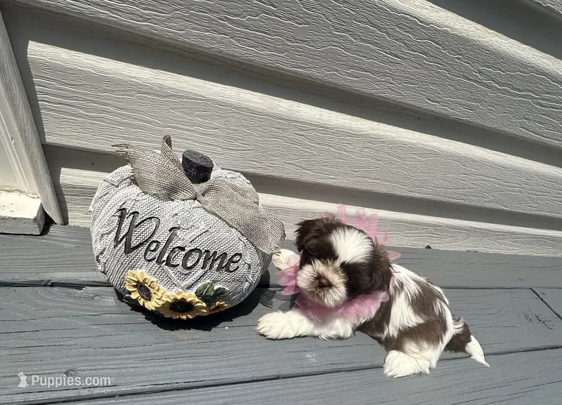 Puppy 2  – Shih Tzu puppy for sale in Cumming, GA