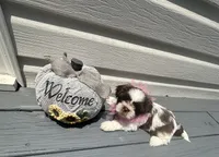 Puppy 2 , a female Shih Tzu for sale in Cumming, GA – 1 of 7