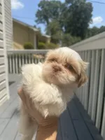 Puppy 1 , a male Shih Tzu for sale in Cumming, GA – 6 of 7