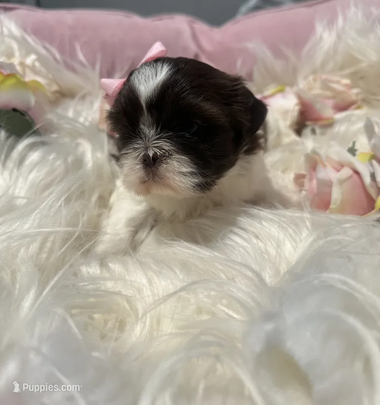 Puppy 1  – Shih Tzu puppy for sale in Cumming, GA