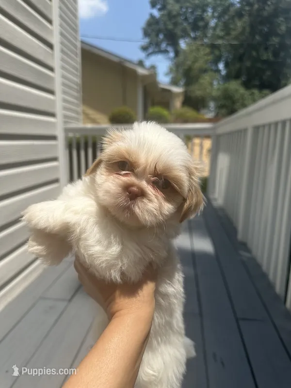 Puppy 1  – Shih Tzu puppy for sale in Cumming, GA