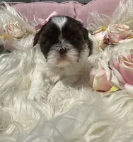 Puppy 1 , a female Shih Tzu for sale in Cumming, GA – 4 of 4