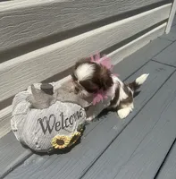 Puppy 2 , a female Shih Tzu for sale in Cumming, GA – 3 of 7