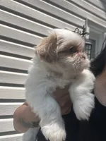 Puppy 1 , a male Shih Tzu for sale in Cumming, GA – 5 of 7