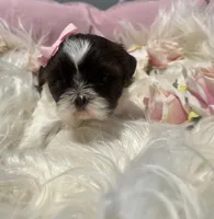 Puppy 1 , a female Shih Tzu for sale in Cumming, GA – 3 of 4