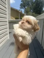 Puppy 1 , a male Shih Tzu for sale in Cumming, GA – 4 of 7