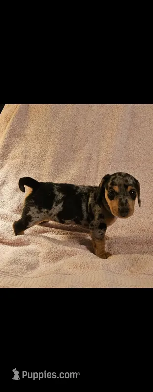 Girl dachshund – Dachshund puppy for sale in Broken Arrow, OK