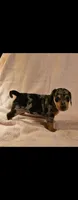 Girl dachshund, a female Dachshund for sale in Broken Arrow, OK – 1 of 2