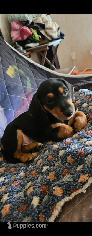 Boy daschund/ beagle – Beagle puppy for sale in Broken Arrow, OK