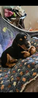 Boy daschund/ beagle, a male Beagle for sale in Broken Arrow, OK – 1 of 1