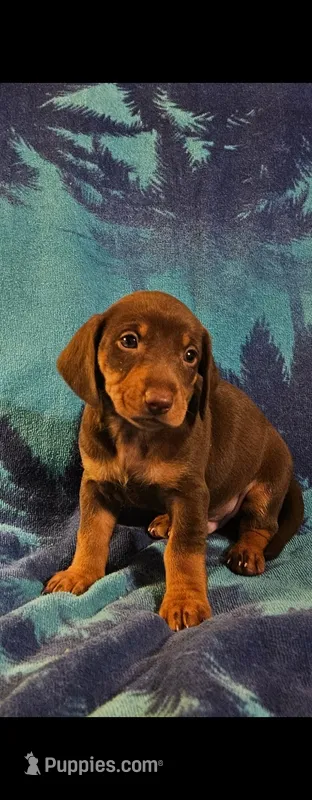 Boy daschund/ beagle – Miniature Dachshund puppy for sale in Broken Arrow, OK