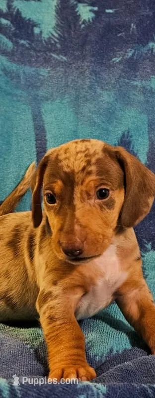 Boy daschund/ beagle – Miniature Dachshund puppy for sale in Broken Arrow, OK