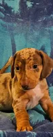 Boy daschund/ beagle, a male Miniature Dachshund for sale in Broken Arrow, OK – 1 of 1