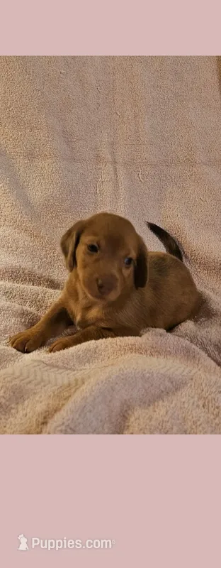 Girl dachshund/ beagle – Miniature Dachshund puppy for sale in Broken Arrow, OK