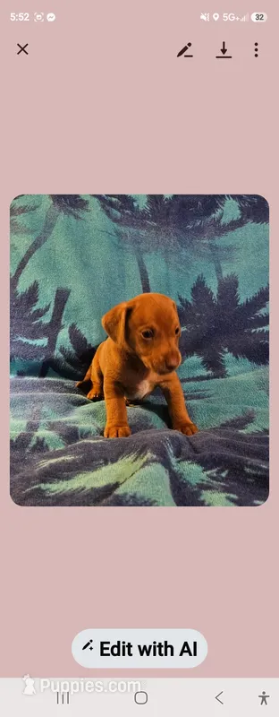 Boy daschund/ beagle – Miniature Dachshund puppy for sale in Broken Arrow, OK