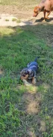 Girl dachshund, a female Dachshund for sale in Broken Arrow, OK – 2 of 2