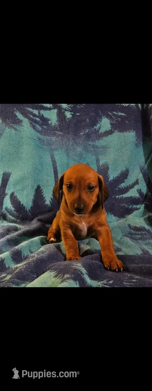 Boy daschund/ beagle – Miniature Dachshund puppy for sale in Broken Arrow, OK