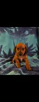 Boy daschund/ beagle, a male Miniature Dachshund for sale in Broken Arrow, OK – 1 of 1